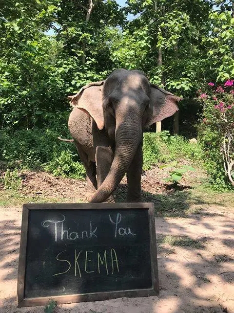 SKEMA湄公河亞洲象保護項目